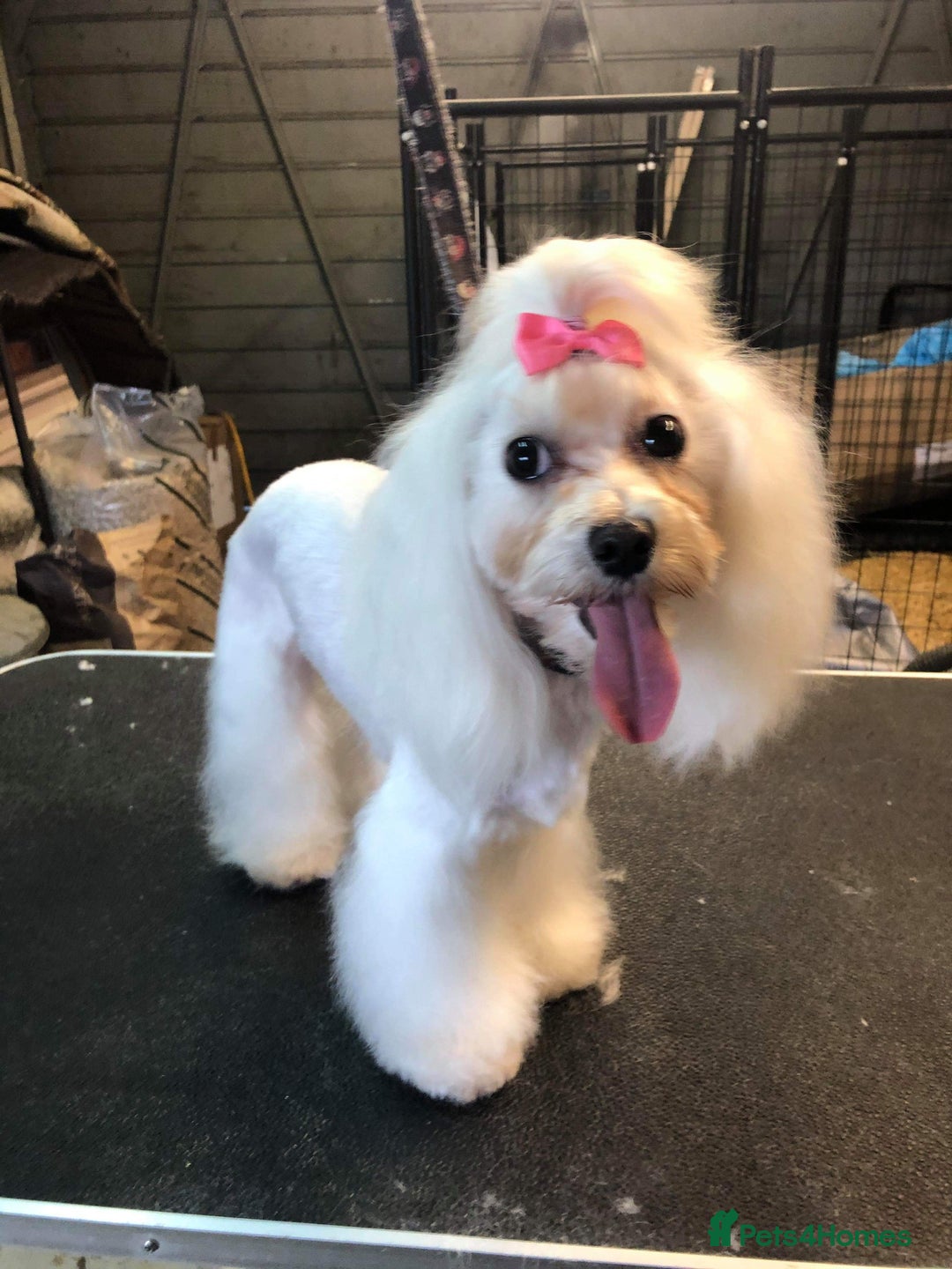 Morkie dogs for sale: Stunning F1 Morkie Puppies - Image 19