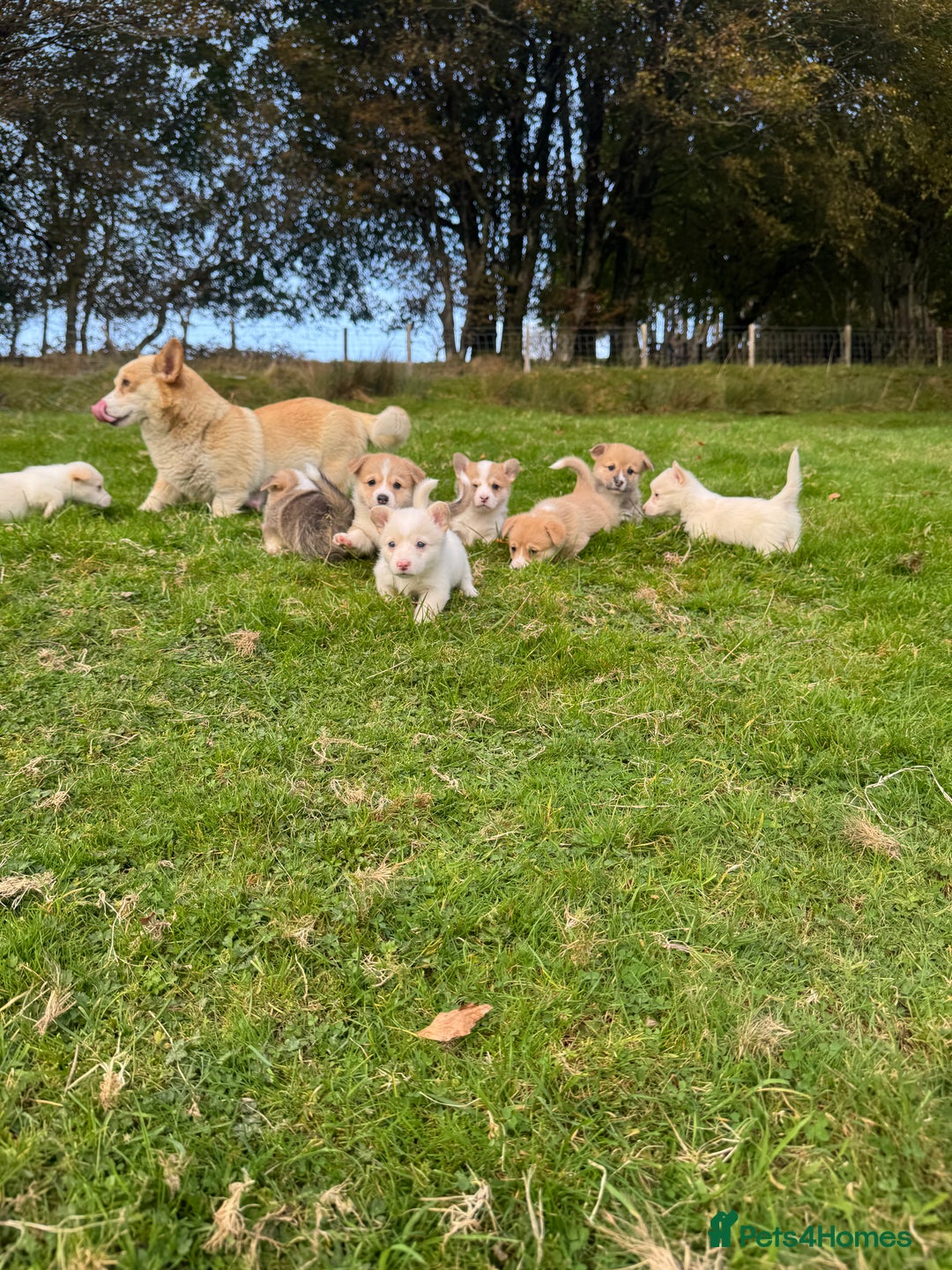 Welsh Corgi Pembroke dogs for sale: Beautiful Registered Pembroke Corgis - Image 1