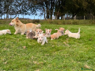 Welsh Corgi Pembroke dogs - Advert 9