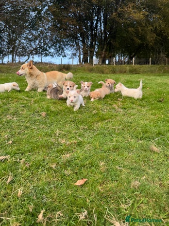 Welsh Corgi Pembroke dogs - Advert 1