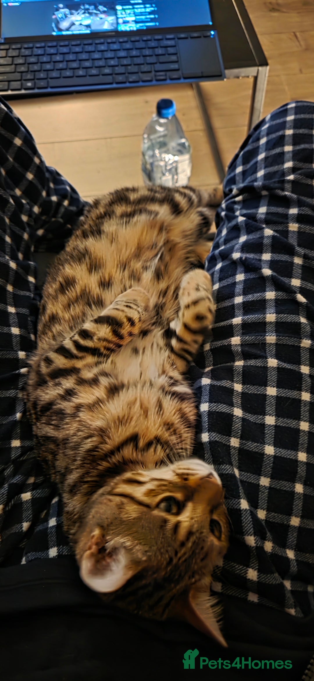 Bengal cats for sale: Bengal Kitten - 5 Month Female - Advert 6