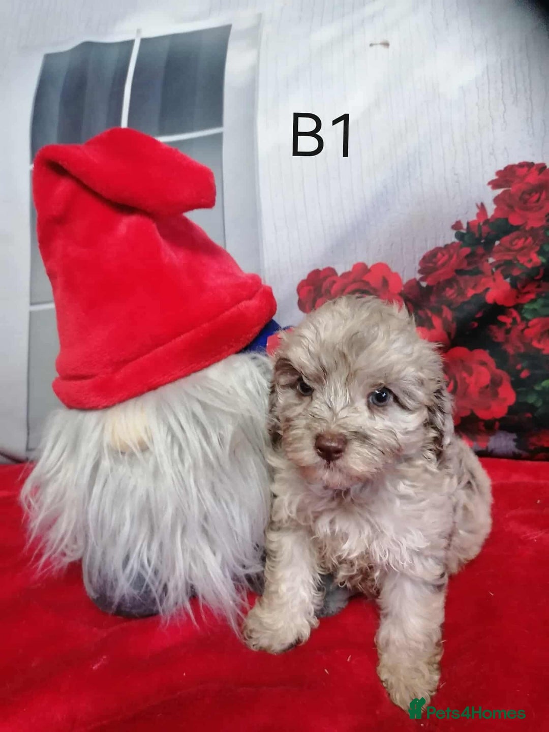 Maltipoo dogs for sale:  Rare Merle toy Maltipoos  - Image 11
