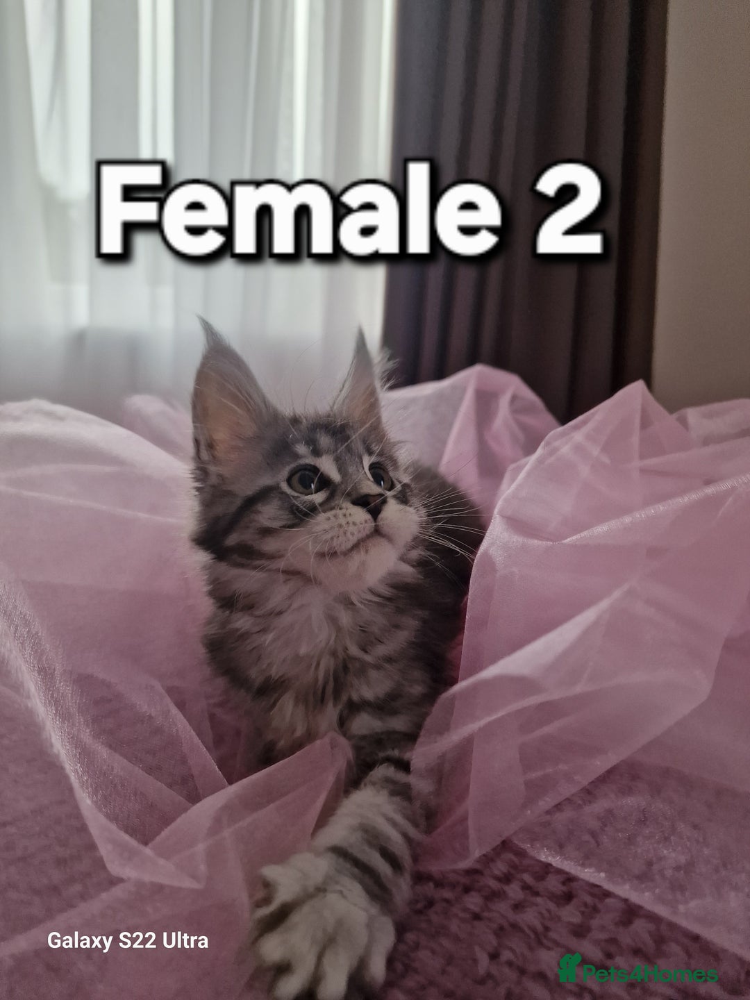 Maine Coon cats for sale: Pure Maine coon - Advert 23