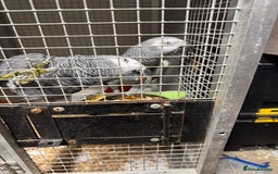 Parrots birds for sale: African grey parrots  - Image 1