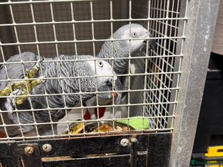 Parrots birds African grey parrots - Advert 1