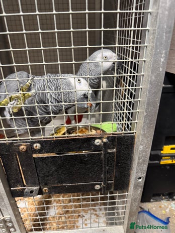 Parrots birds African grey parrots - Advert 6