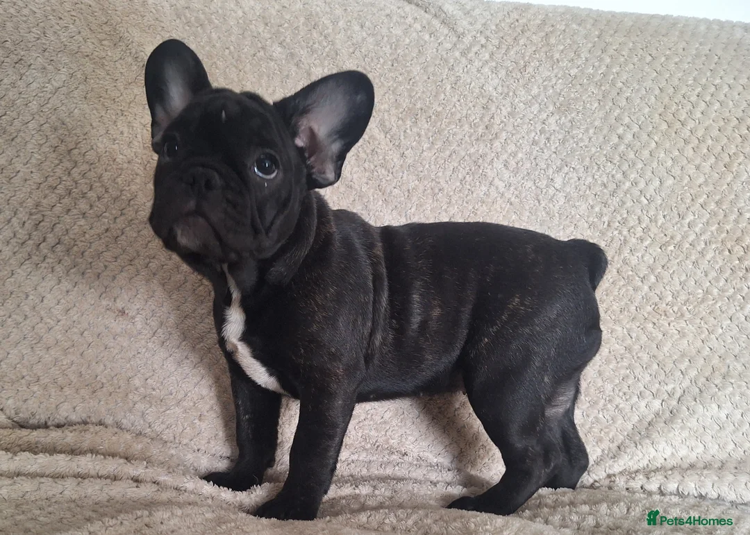 French Bulldog dogs for sale: 🐾 French bulldog puppies lookin for forever home - Advert 5