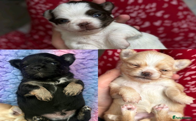 Chihuahua dogs Long Haired Applehead Chihuahua puppies - Advert 2