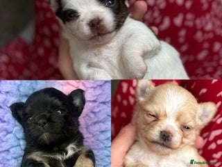 Chihuahua dogs Long Haired Applehead Chihuahua puppies - Advert 3