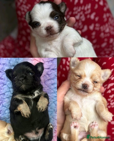 Chihuahua dogs Long Haired Applehead Chihuahua puppies - Advert 2