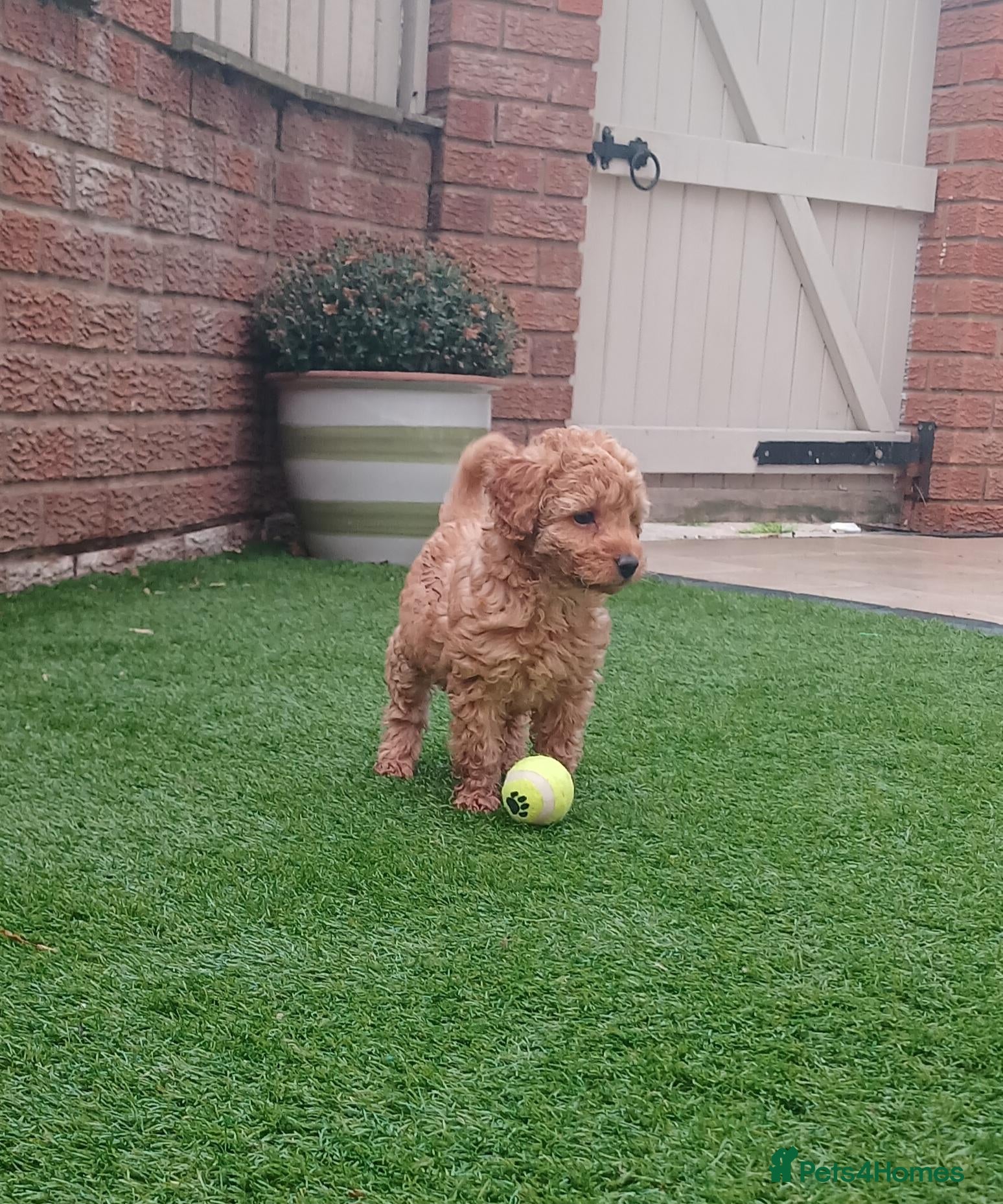 Labradoodle dogs for sale: Miniature labradoodle girls - Advert 1