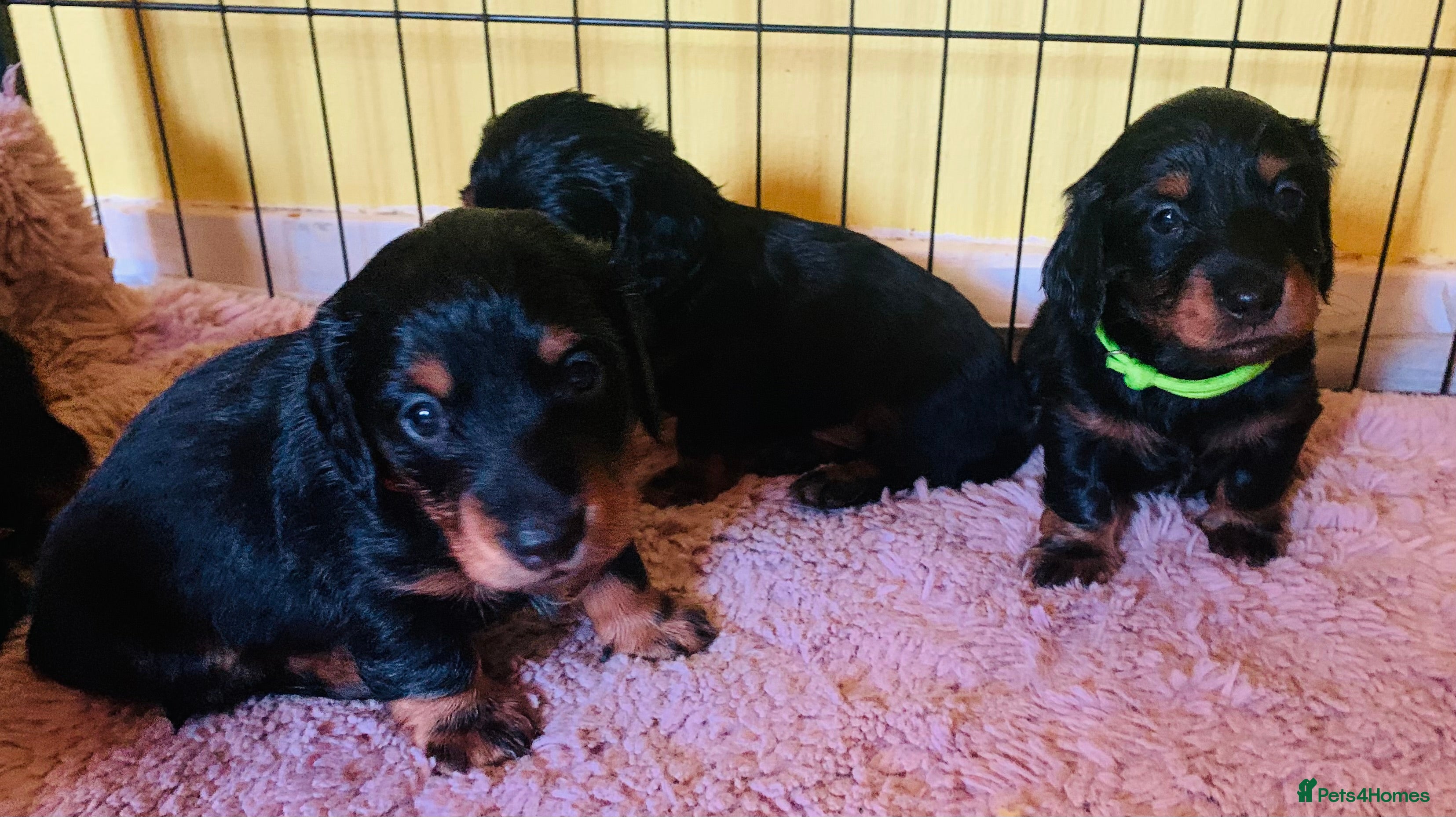 Miniature Dachshund dogs Longhaired mini dachshund  - Advert 1