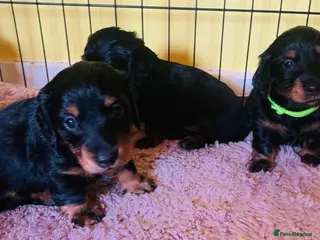 Miniature Dachshund dogs Longhaired mini dachshund - Advert 11