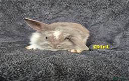 Mini Lion Lop rabbits for sale: Mini Lion Lop Buns looking for new homes - Image 5