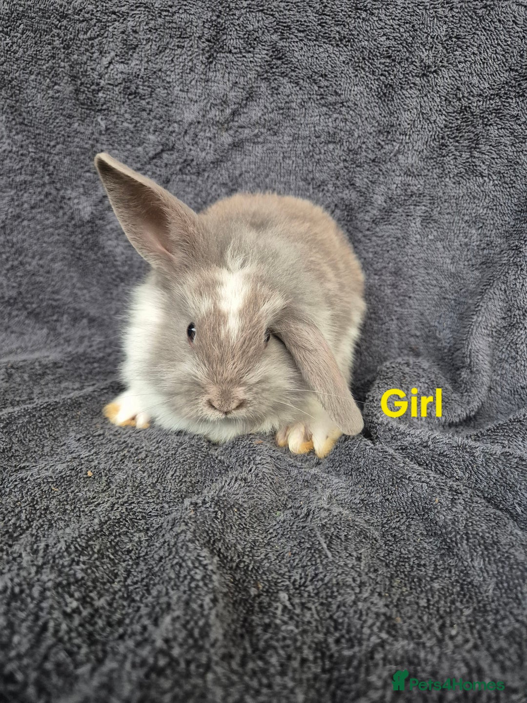 Mini Lion Lop rabbits for sale: Mini Lion Lop Buns looking for new homes - Image 5