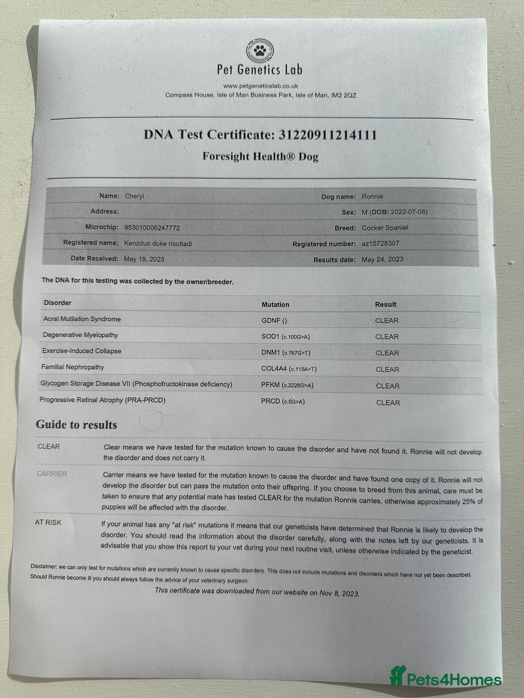 Cocker Spaniel dogs for stud: Fully Health Tested Black working cocker spaniel, in Larkhall - Advert 4