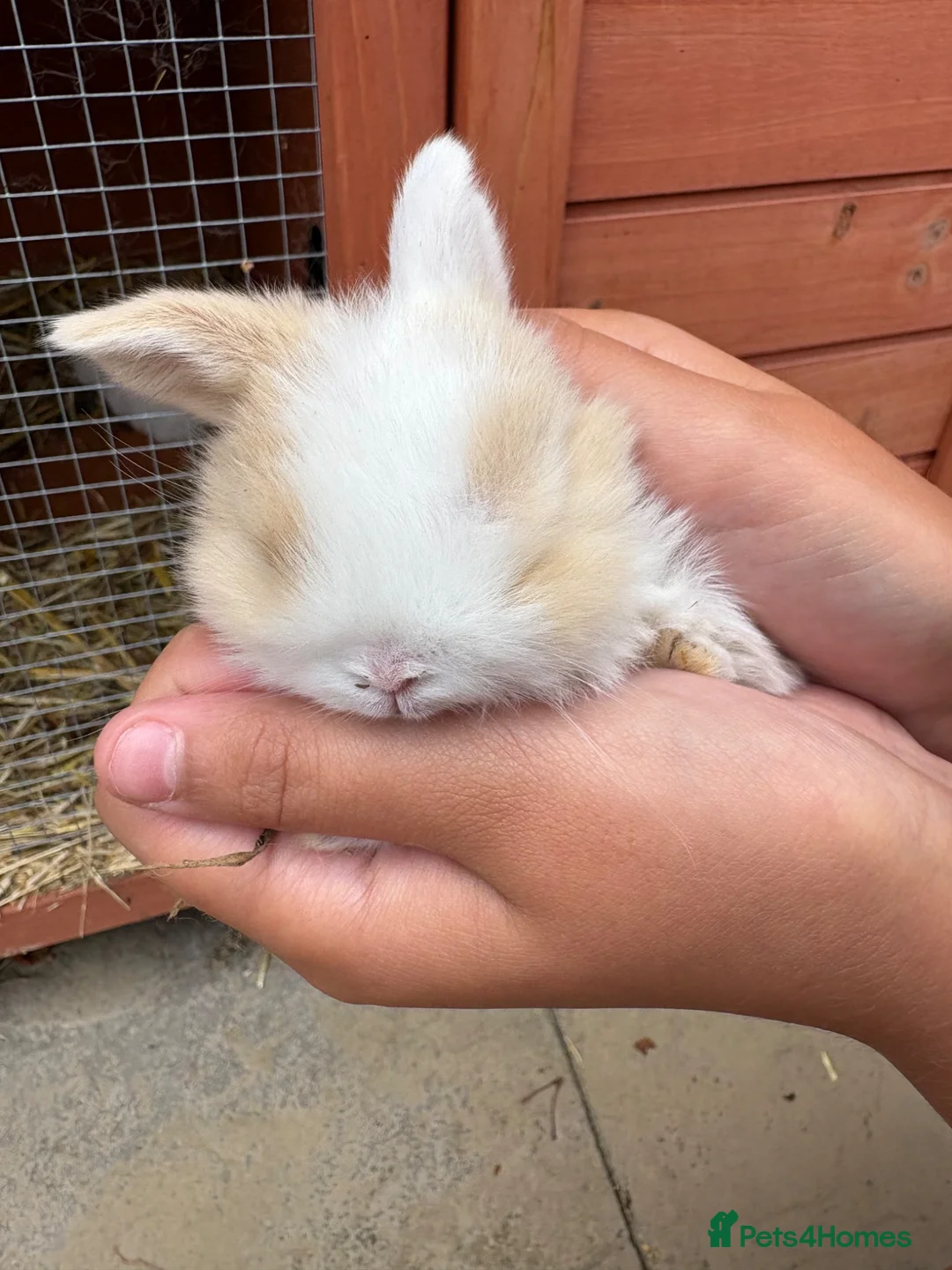 Mini Lop rabbits for sale: Pure breed mini lops  - Advert 9