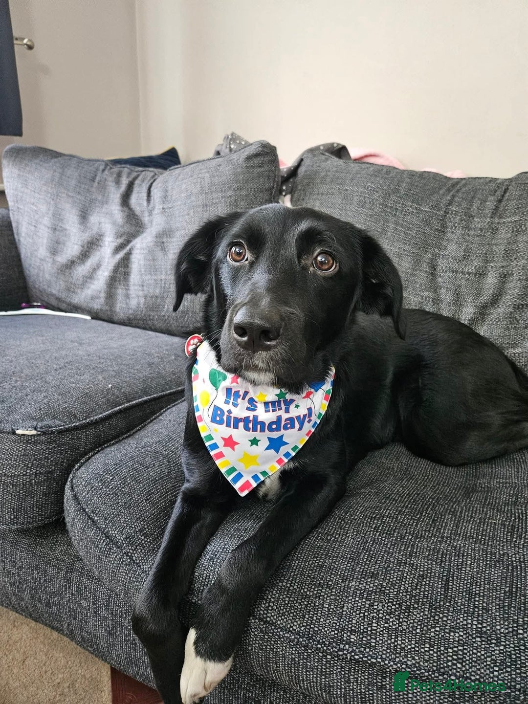 Borador dogs for sale: Border collie X Labrador - Image 5