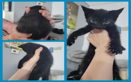 Mixed Breed cats for sale: Mixed breed kittens  - Image 6