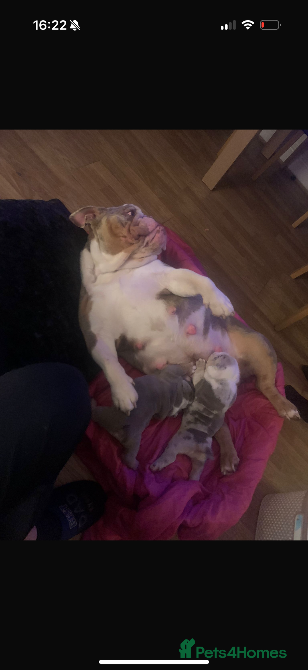 English Bulldog dogs for sale: Romeo & Juliet  - Image 9