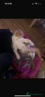 English Bulldog dogs - Advert 1