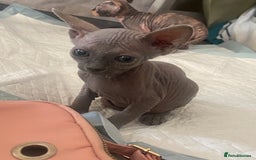 Sphynx cats for sale: 3 adorable Sphynx looking for their forever home  - Image 7