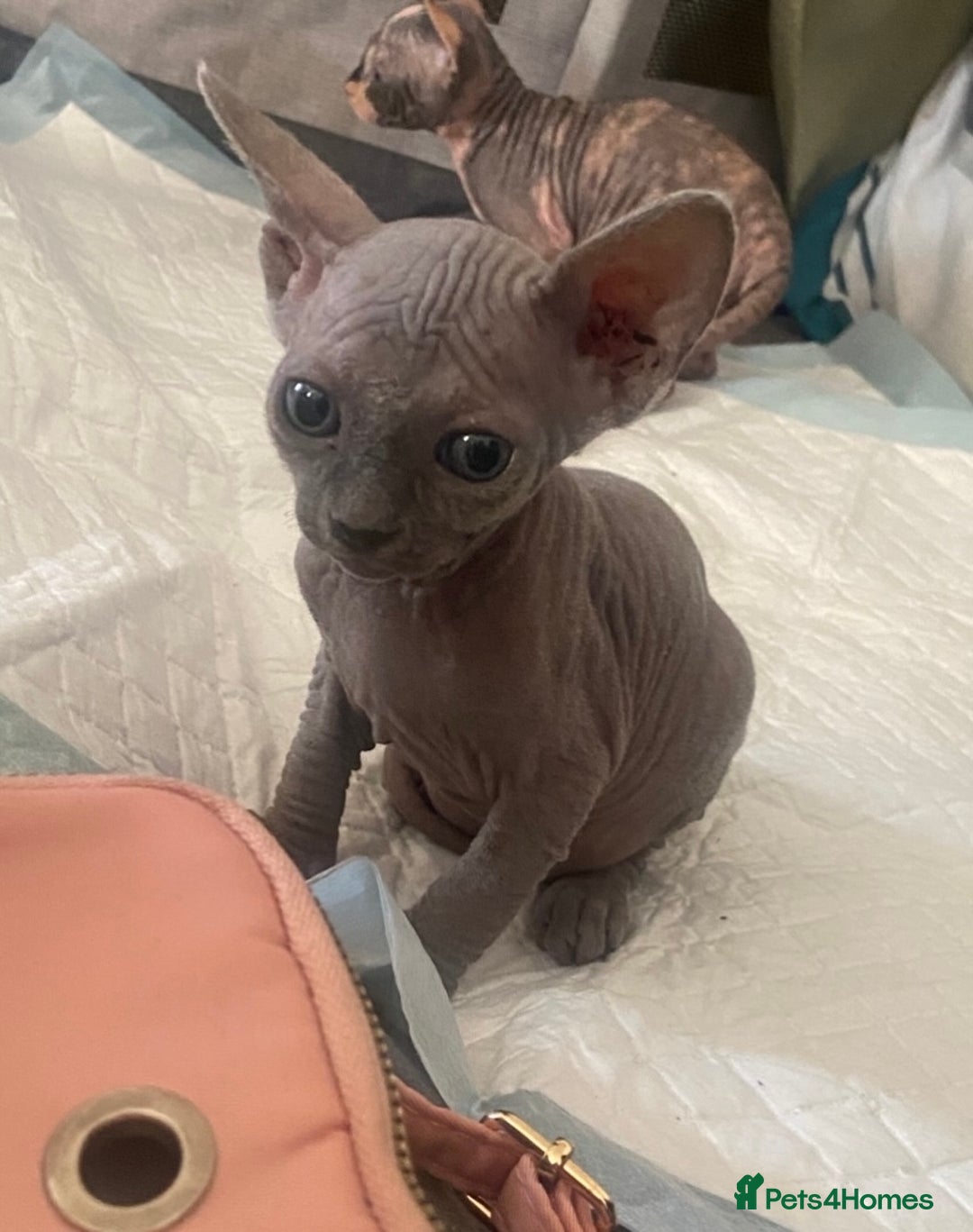 Sphynx cats for sale: 3 adorable Sphynx looking for their forever home  - Image 7
