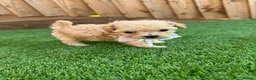 Cockapoo dogs for sale: 🐾 Adorable F1BB Teddy bear toy cockapoos 🐾 - Advert 8