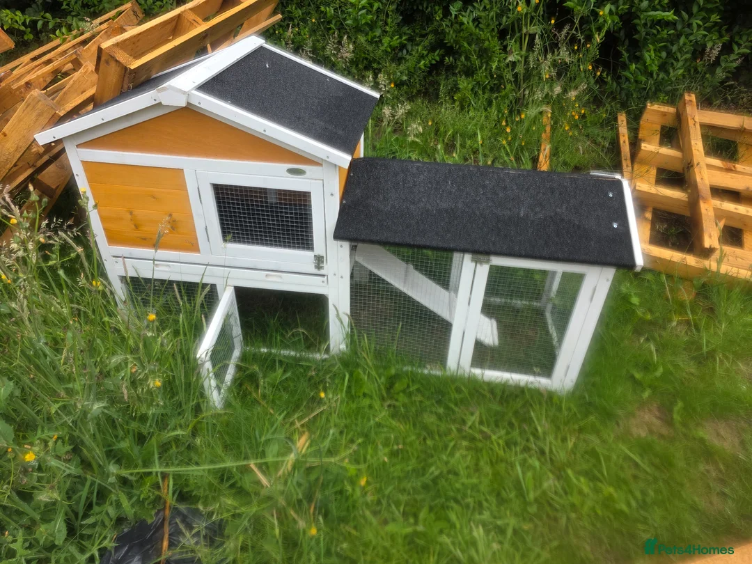 Mini Lop rabbits for sale: Female  in Nottingham - Advert 2