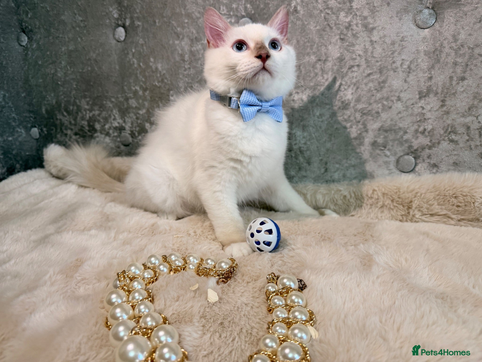 Ragdoll cats 😍 Stunning 🌟 PKD HCM CLEAR ✅ Ragdoll Kittens - Advert 2