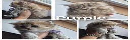 British Longhair cats for sale: Black Golden Registered  - Advert 3
