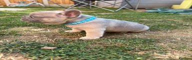 French Bulldog 2