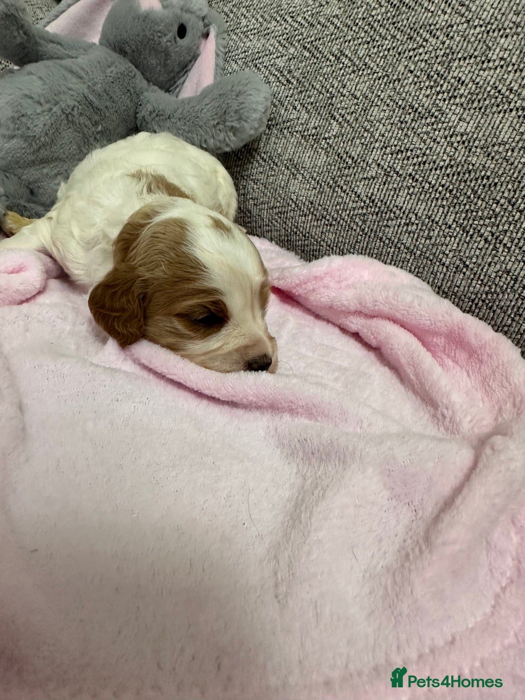 Cavapoo dogs for sale: Stunning F1b Cavapoos - Advert 17