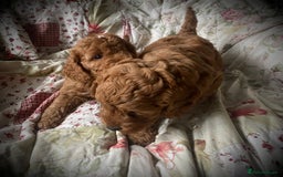 Cockapoo dogs for sale: Fabulous F1b Fox Red Cockapoo Health Cleared - Image 25