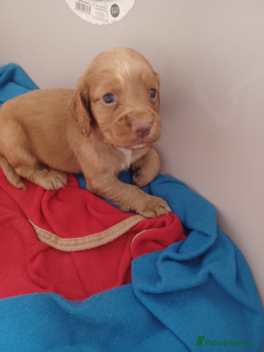 Cocker Spaniel dogs for sale: Kc reg cocker spaniels ready 17th Aug - Image 11