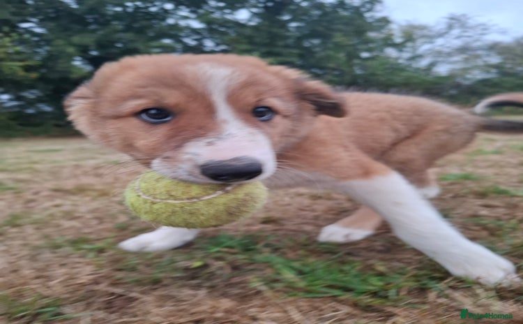 Border Collie dogs - Advert 1