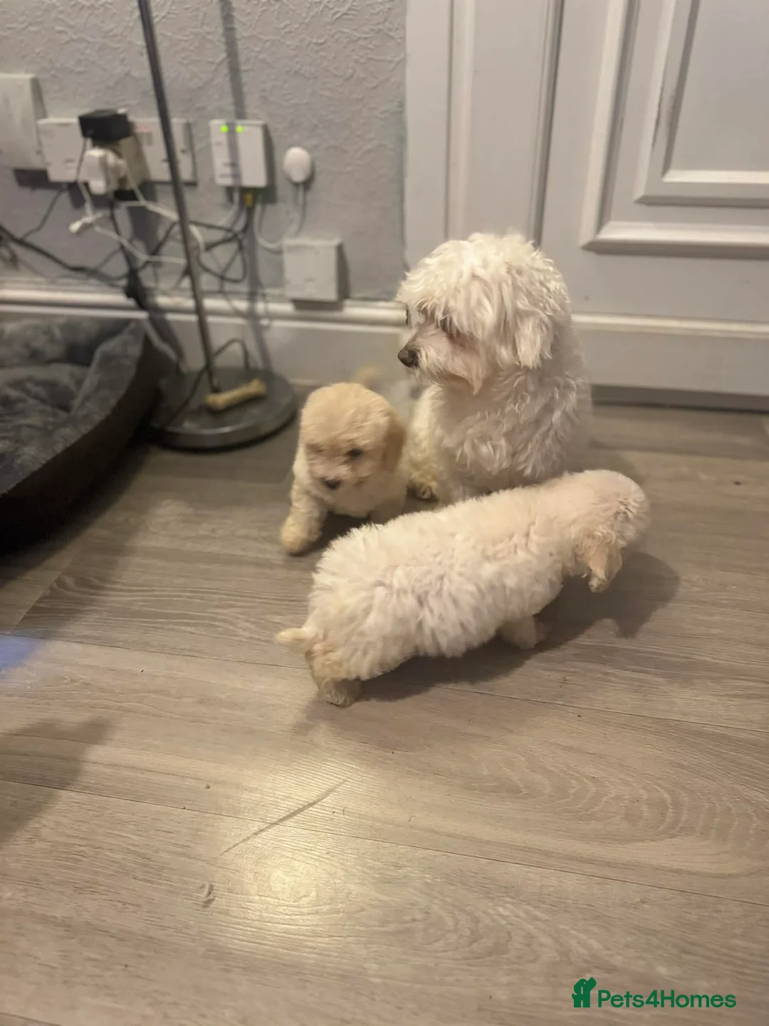 Bichon Frise dogs for sale: Bichon frise - Advert 6