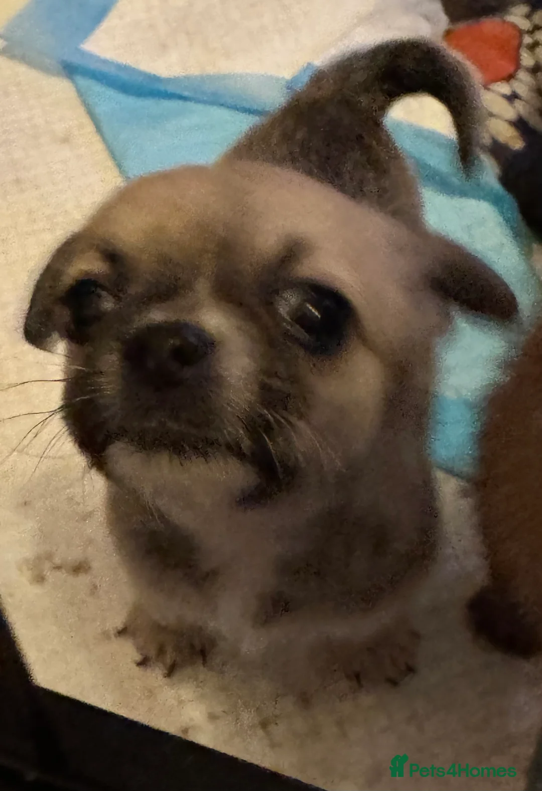 Chihuahua dogs for sale: Chihuahua pups - Advert 9