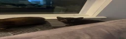 Mixed Breed cats for sale: Kittens - Advert 8