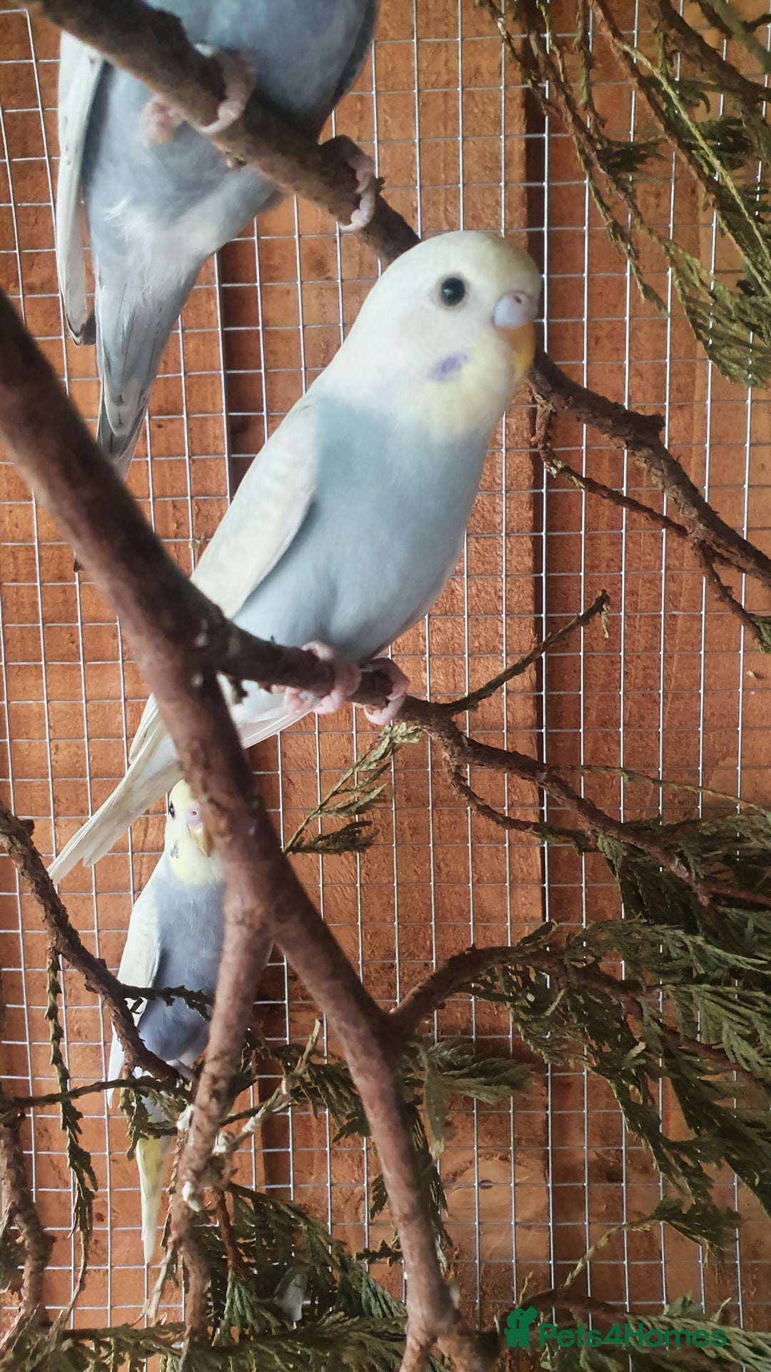 Budgerigars birds for sale: 2 rainbow Baby budgies  - Image 3