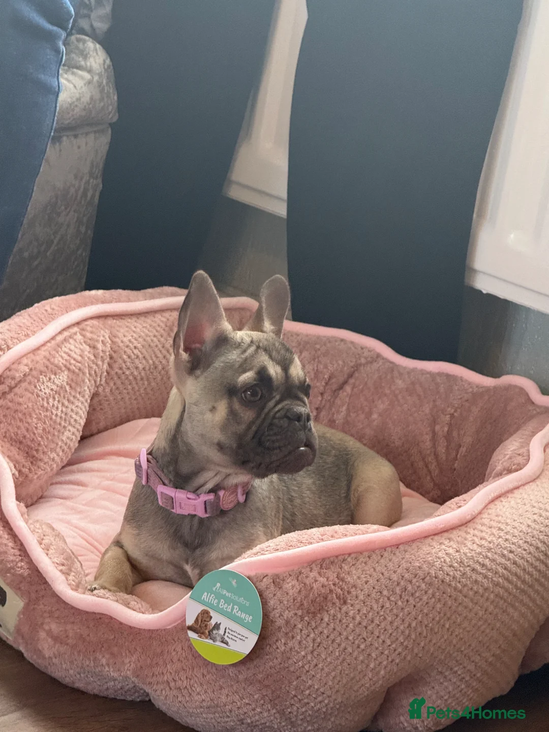 French Bulldog dogs for sale: Kc registered frenchie  - Advert 10