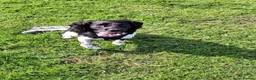 English Springer Spaniel dogs for stud: Hugo. in Sheffield - Advert 2