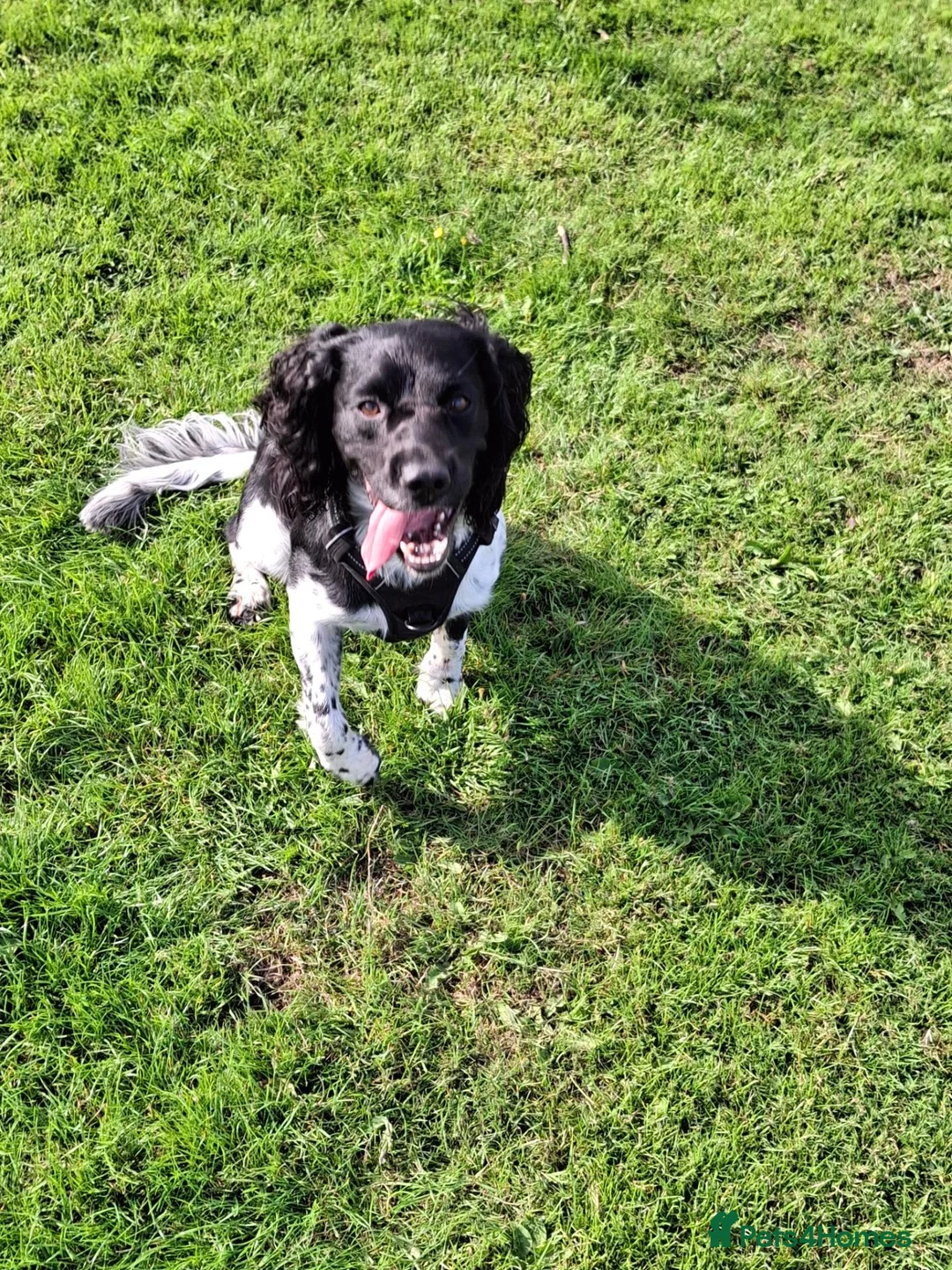 English Springer Spaniel dogs for stud: Hugo. in Sheffield - Advert 2