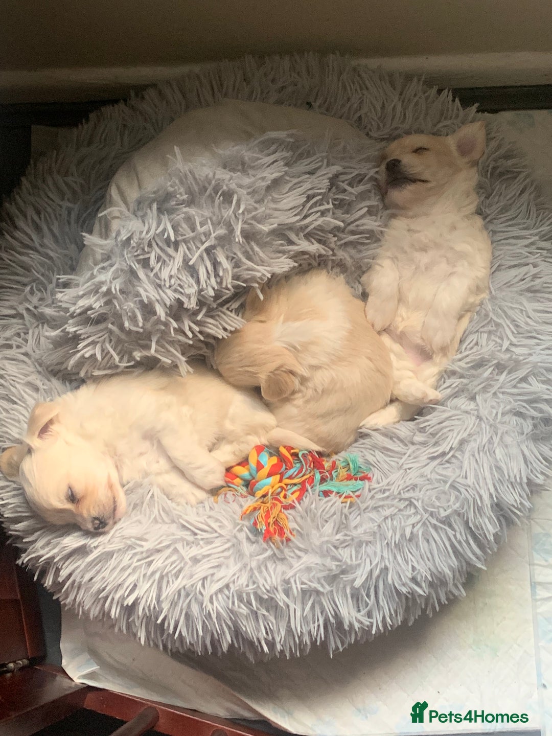 Mixed Breed dogs for sale: Malchi puppies  - Image 3
