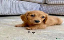 Miniature Dachshund dogs for sale: KC Reg long hair mini dachshunds “Ready now” - Image 14