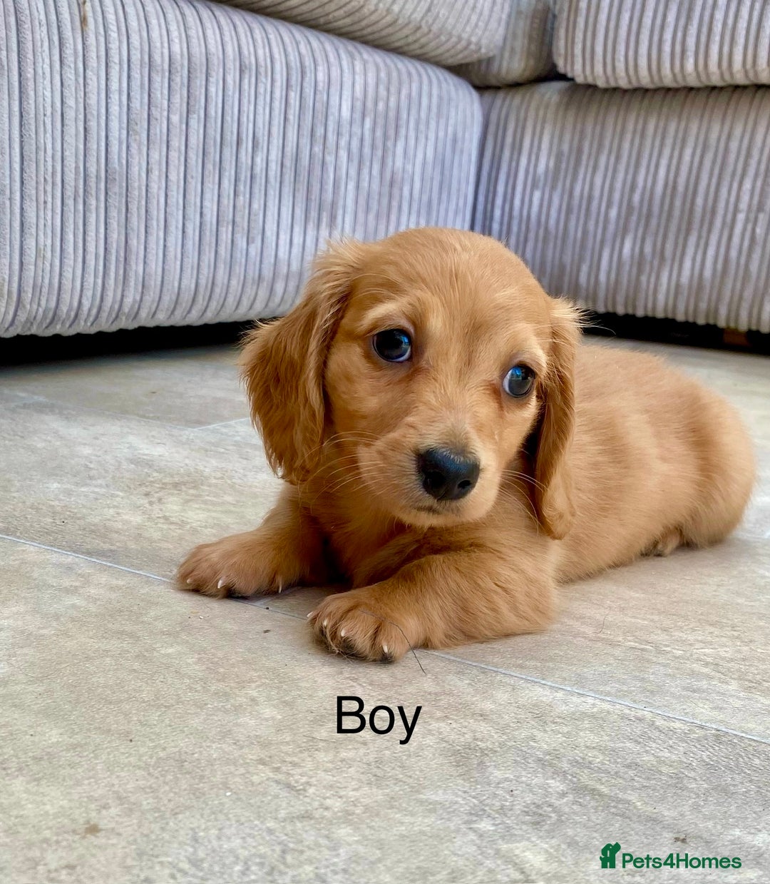 Miniature Dachshund dogs for sale: KC Reg long hair mini dachshunds “Ready now” - Image 14