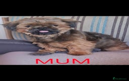 Shorkie dogs for sale:  shorkie puppies  - Advert 2