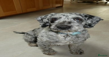Cockapoo dogs - Advert 4