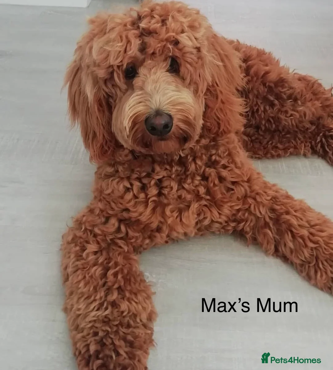 Labradoodle dogs for stud: Australian Labradoodle Stud (Health Tested) in Great Yarmouth - Advert 32