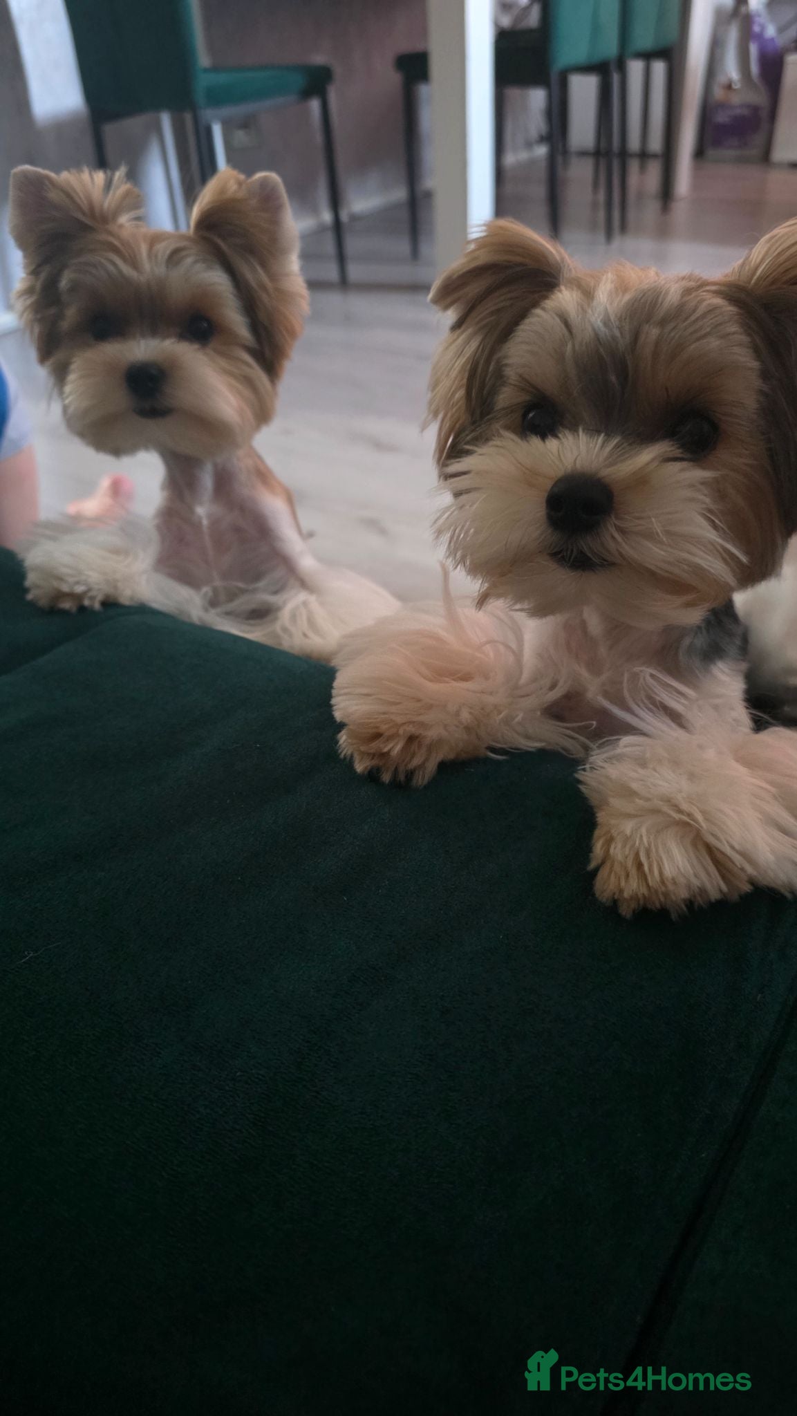 Yorkshire Terrier dogs Tiny Biewer terrier puppies - Advert 1